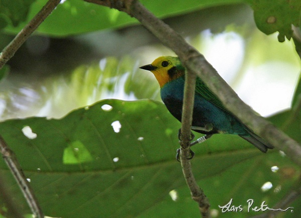 Multicoloured Tanager